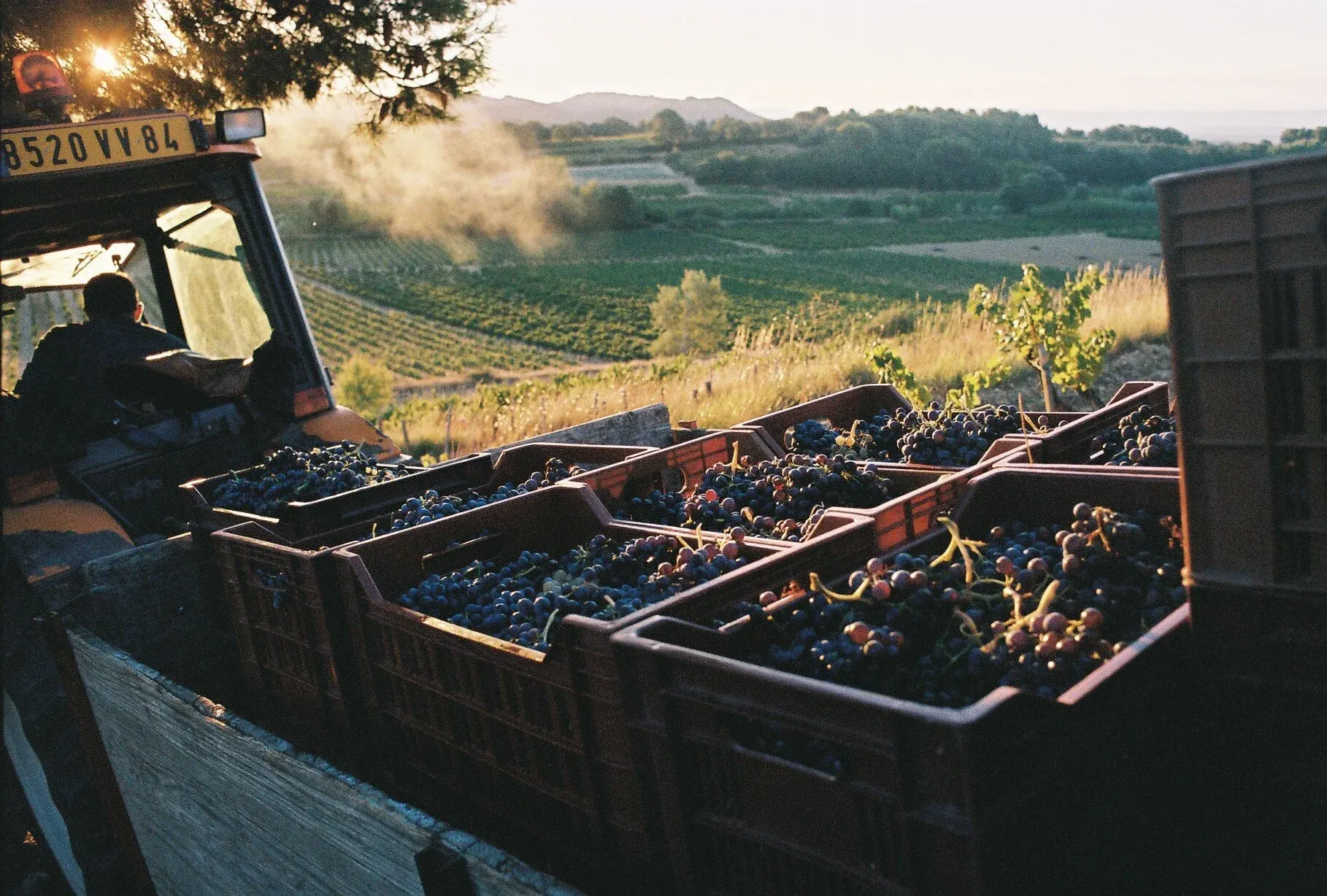 Cueillette de raisins dans un vignoble avec des caisses pleines de raisin, en arrière-plan des collines et un coucher de soleil.