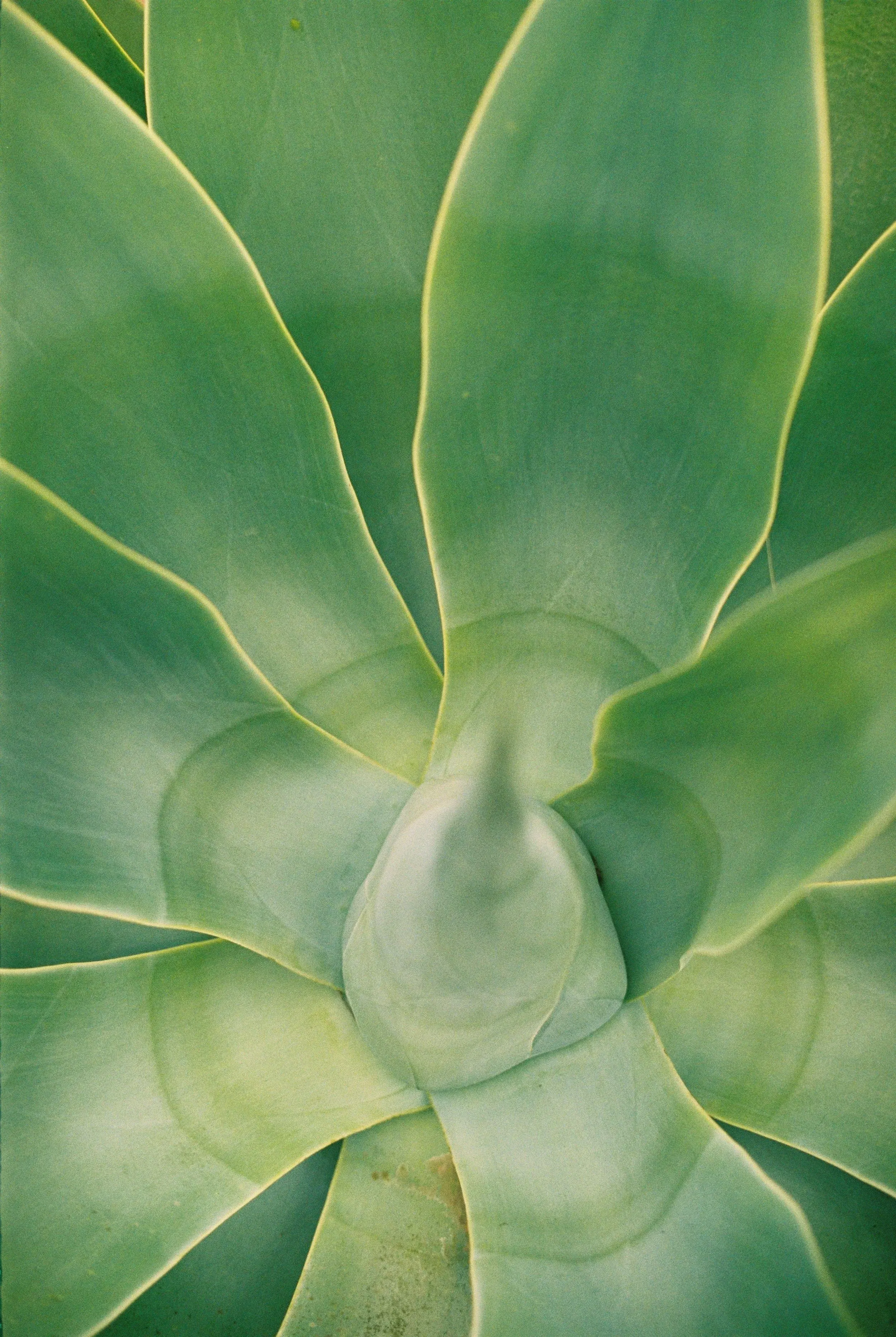 Vue aérienne d'une plante succulente avec des feuilles épaisses et vertes, formant une rosette.