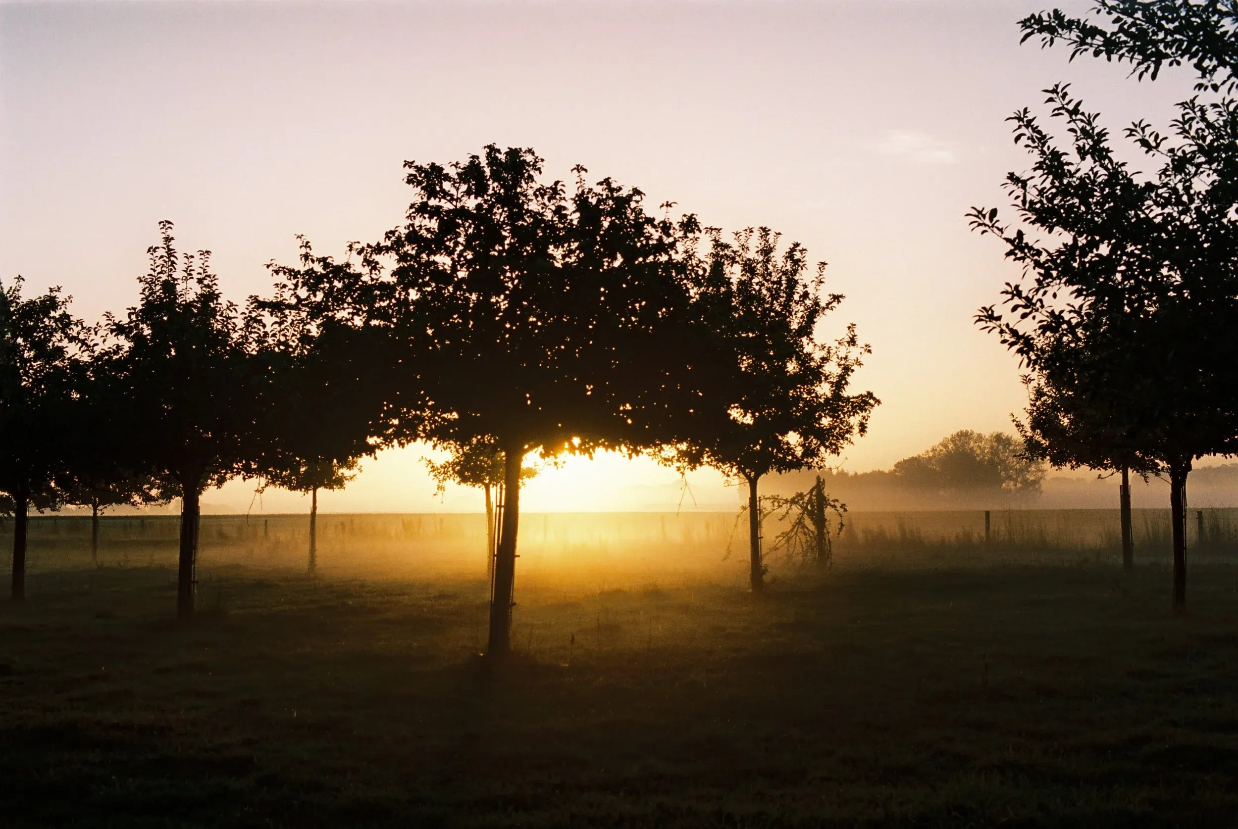 Un champ avec des arbres alignés sous un ciel au lever ou coucher du soleil, avec une lumière dorée