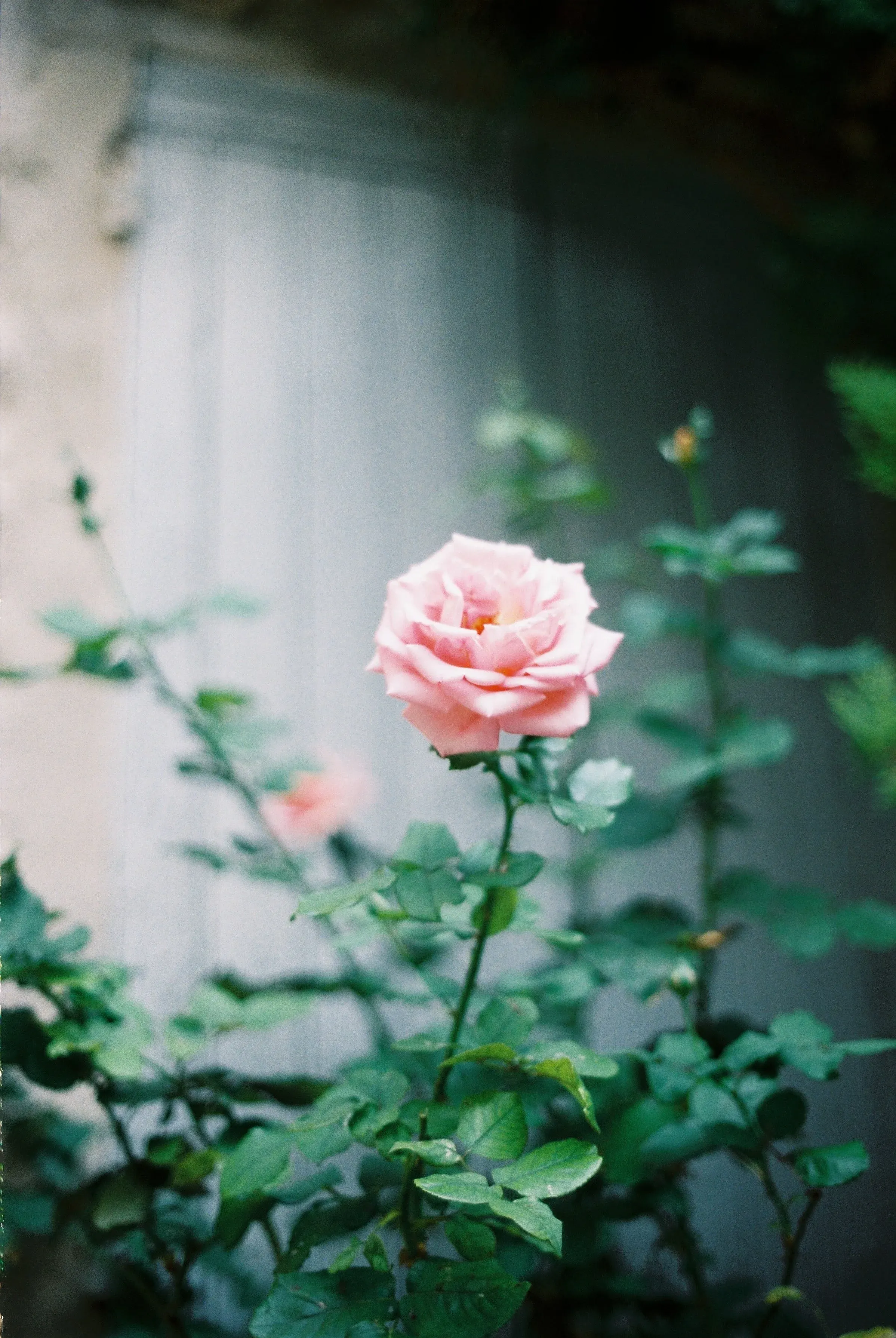 Une rose rose en fleurs, entourée de feuilles vertes, contre un mur en bois.