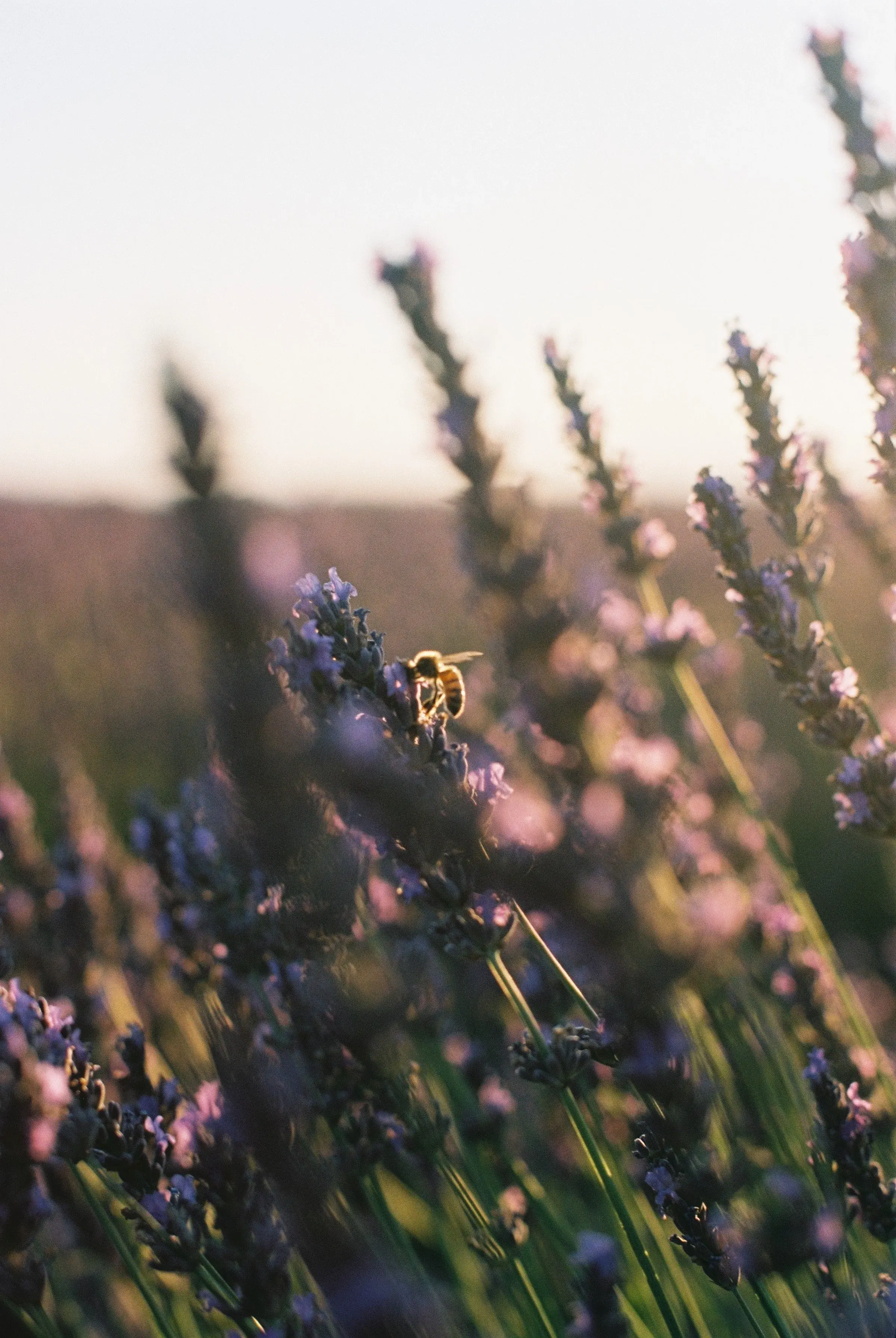 Une abeille sur des fleurs de lavande en plein soleil.