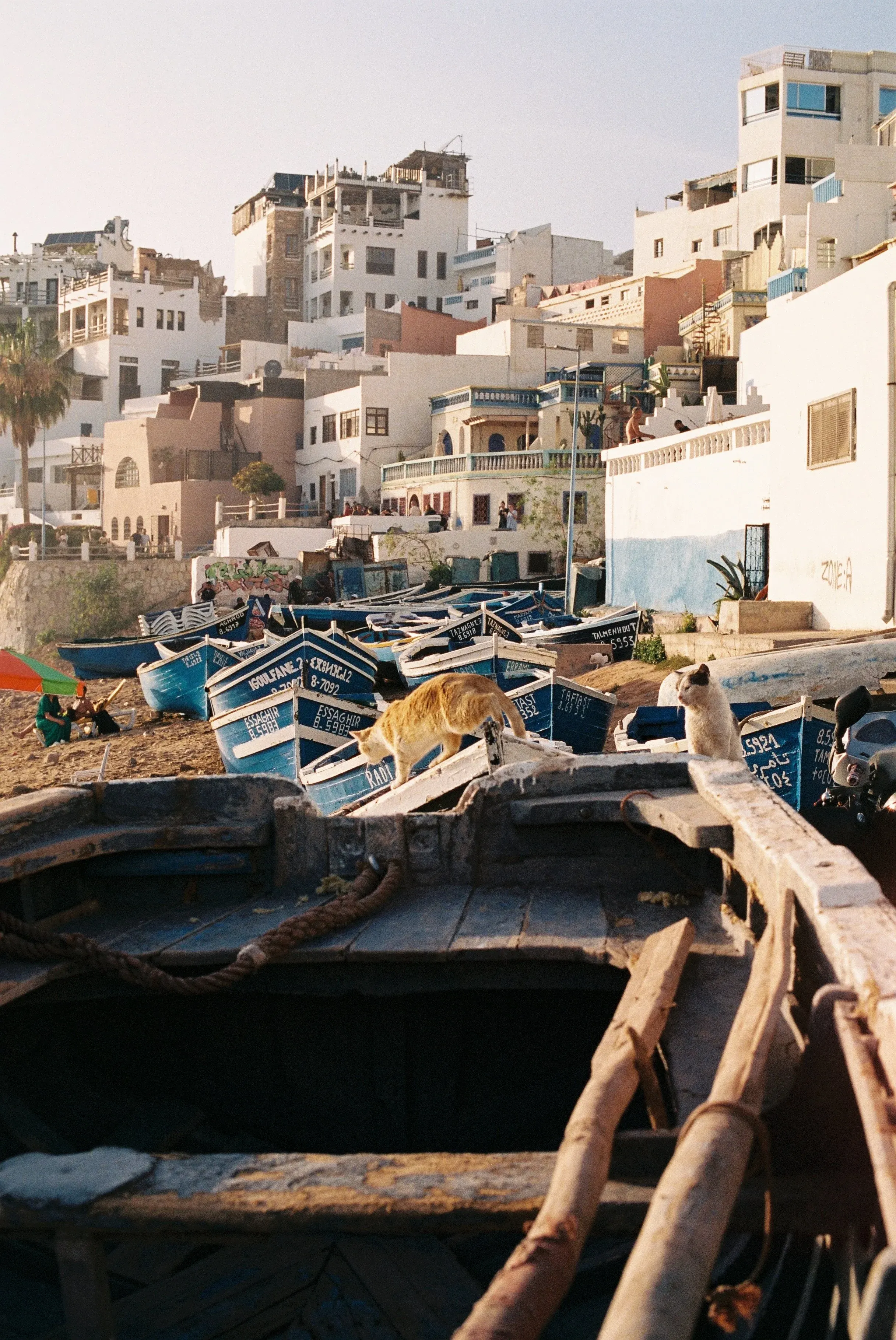 Bateaux de pêche en bois sur une plage, avec deux chats se promenant, et des immeubles blancs en arrière-plan.