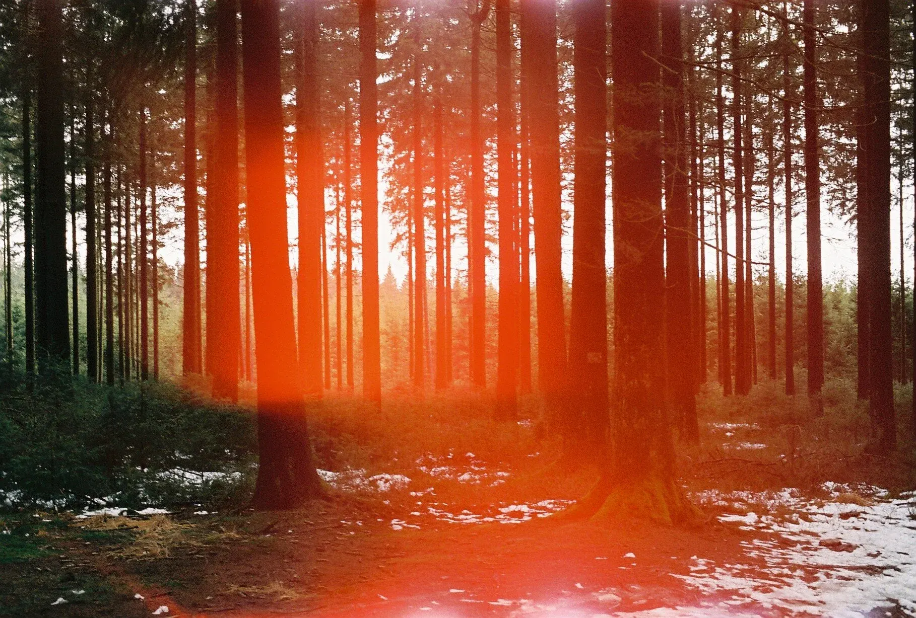 Forêt dense avec des arbres hauts et une lumière rouge-orangée traversant la scène.