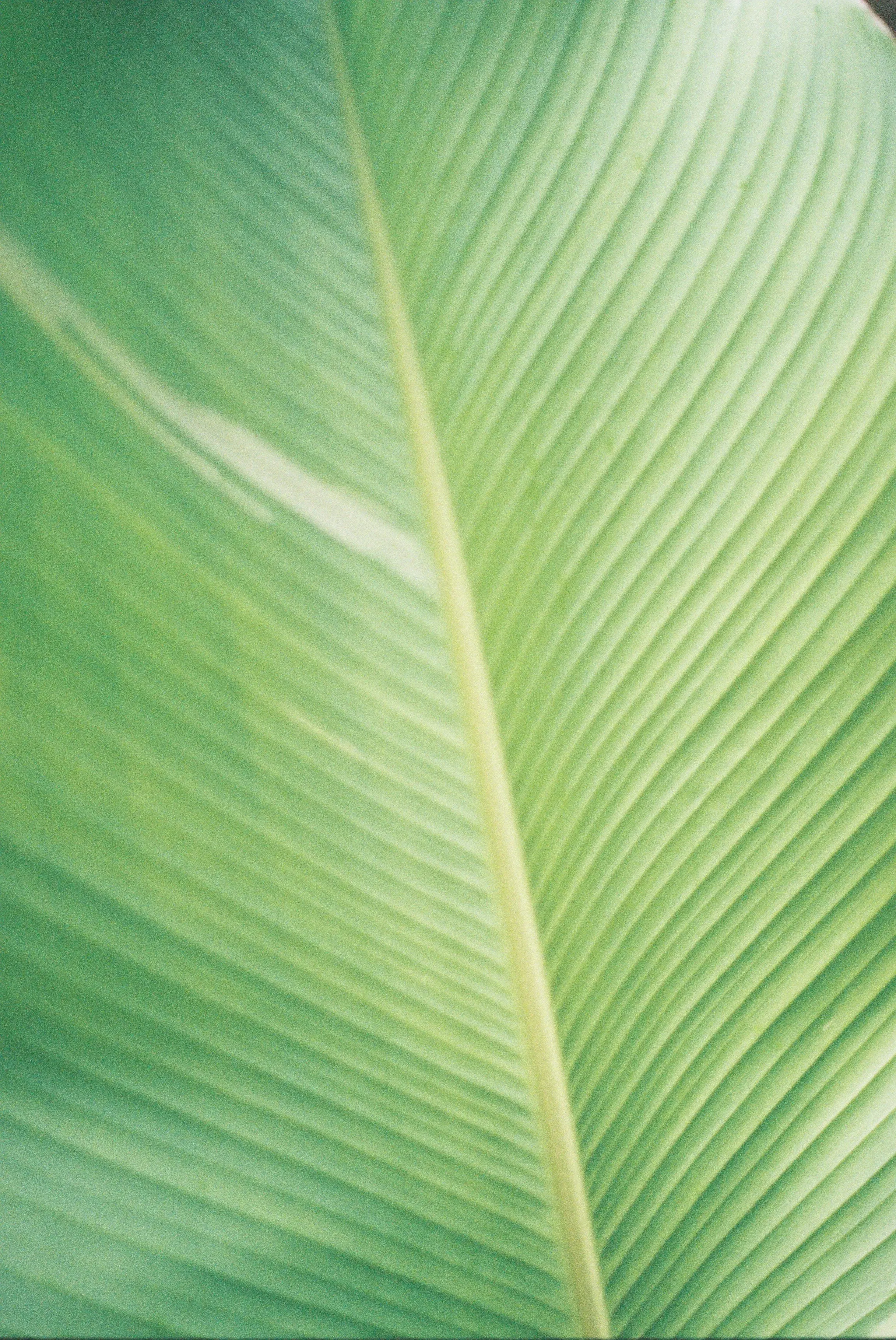 Une feuille de plante verte avec des nervures visibles et une texture fine.