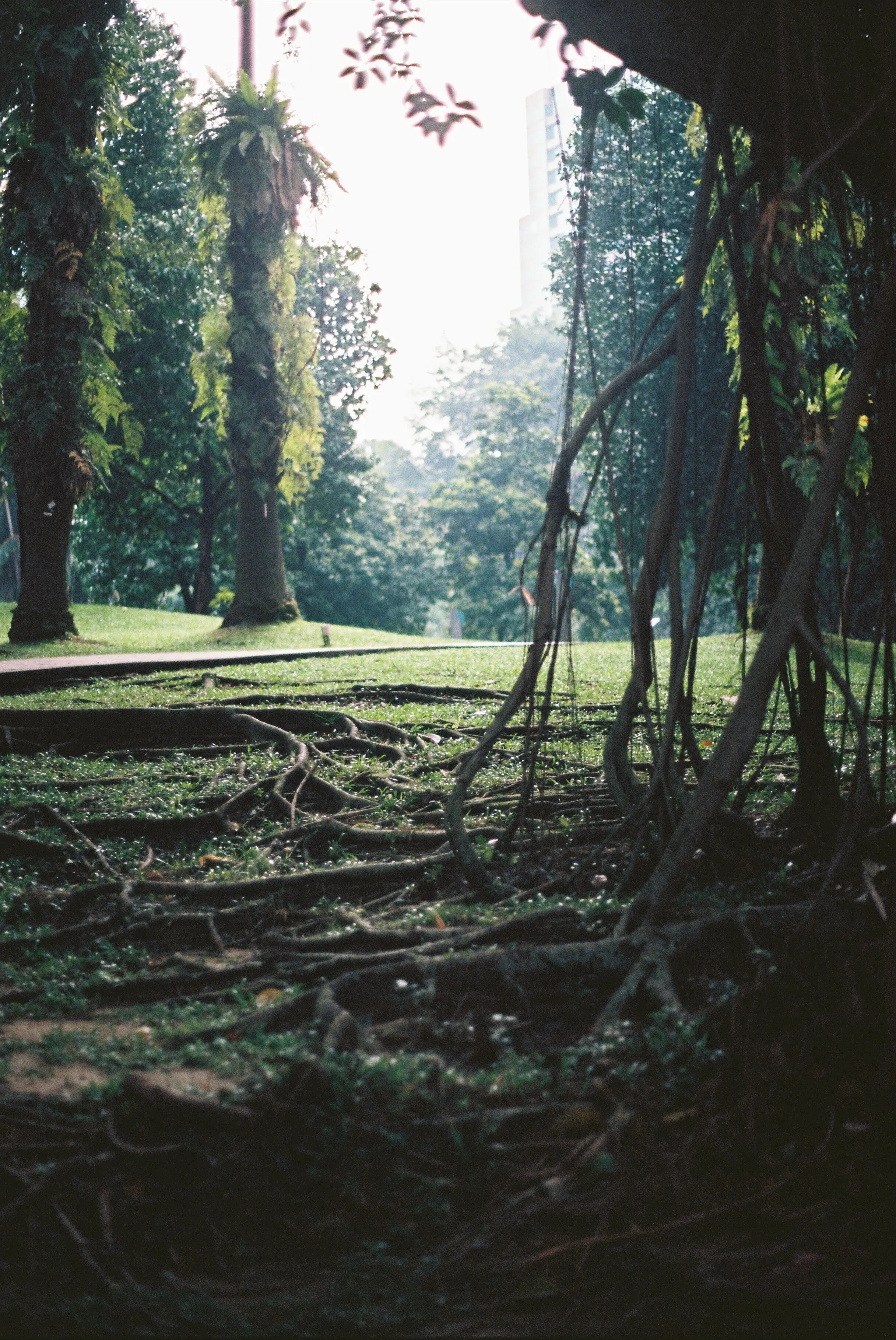 Une zone de parc avec des arbres, des racines apparentes au sol et une lumière du soleil en arrière-plan.