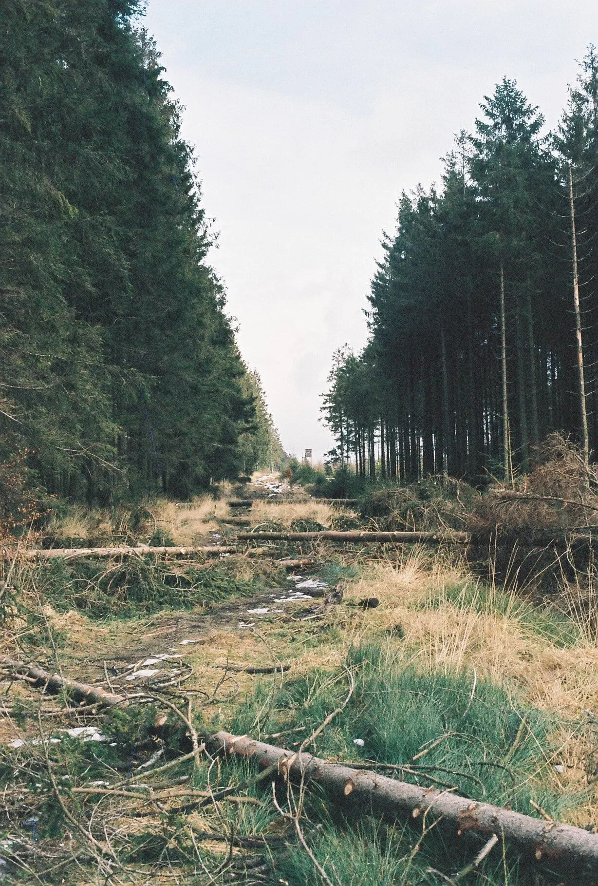Une forêt avec des arbres denses de chaque côté, quelques branches tombées sur le sol, et un ciel nuageux.