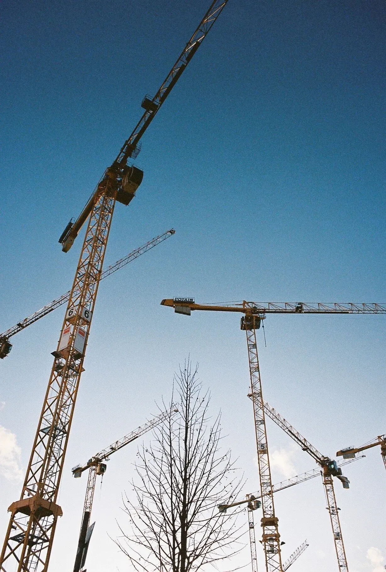 Plusieurs grues de construction contre un ciel bleu avec un arbre sans feuilles au centre.