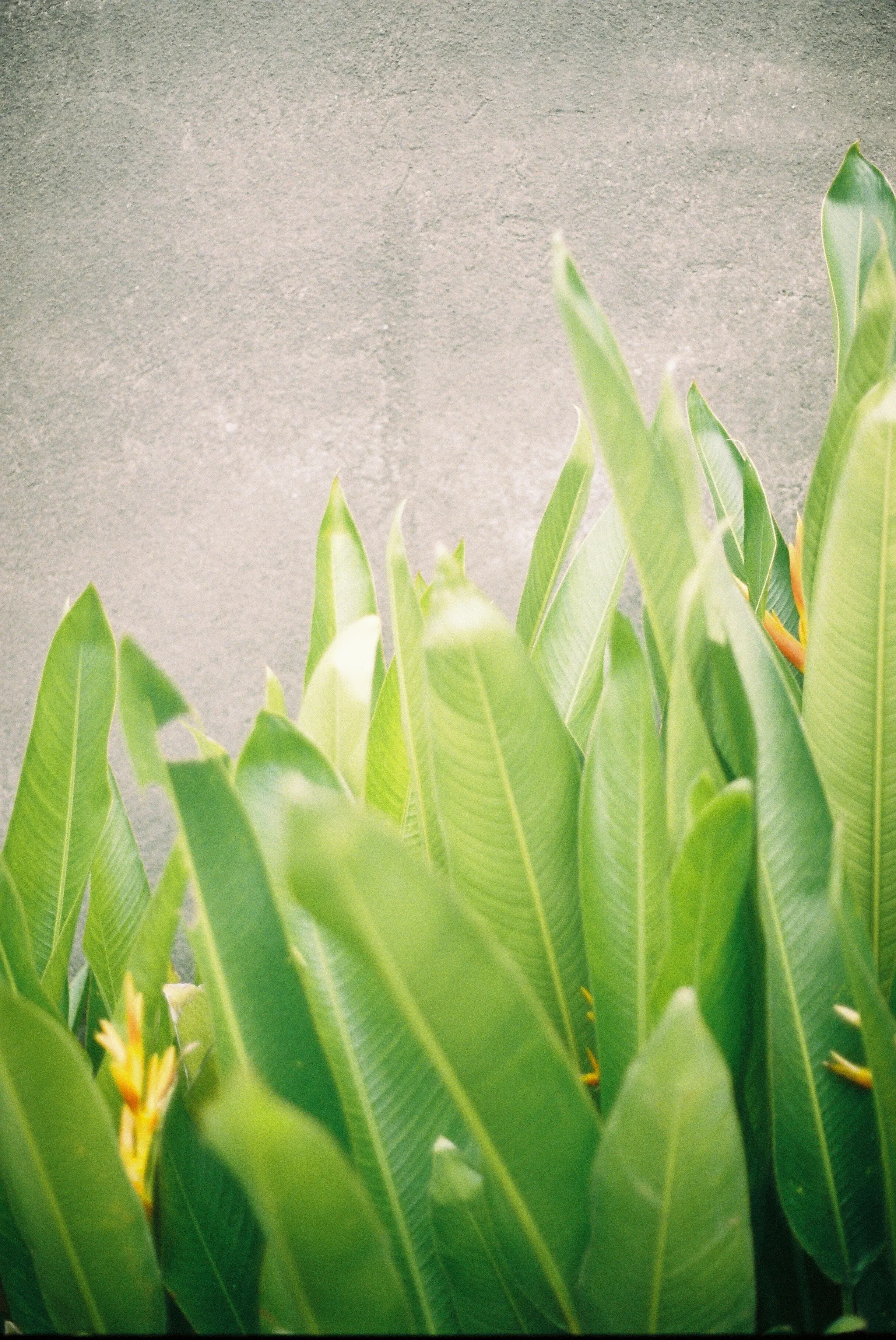 Feuilles vertes épaisses d'une plante tropicale devant un mur gris.
