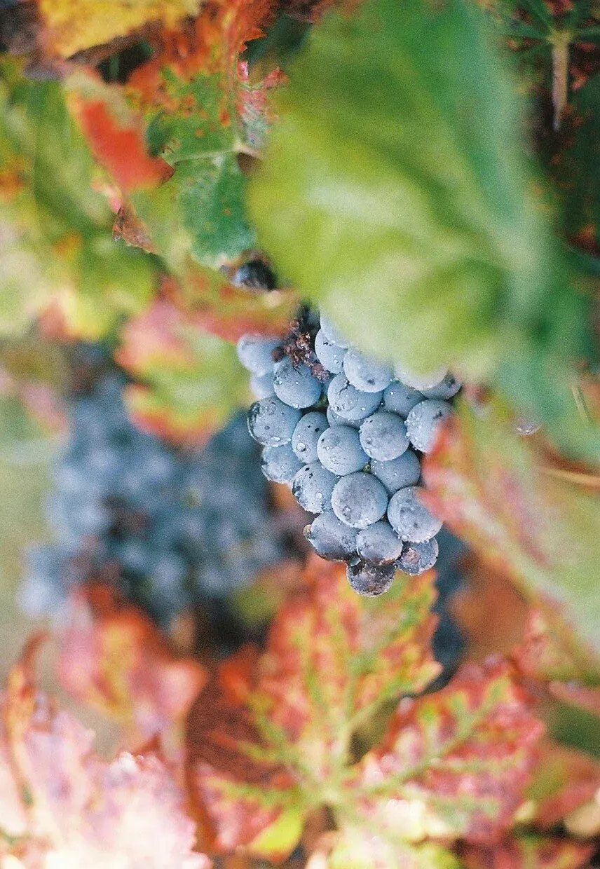 Raisin noir avec des gouttes d'eau, entourné par des feuilles vertes et rouges.